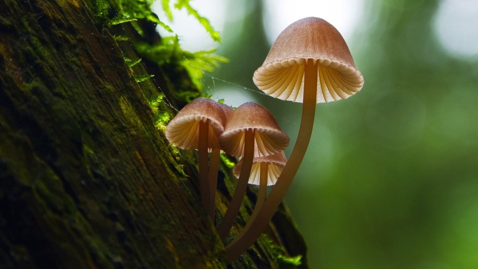 فیلم قارچ فوق العاده Fantastic Fungi 2019