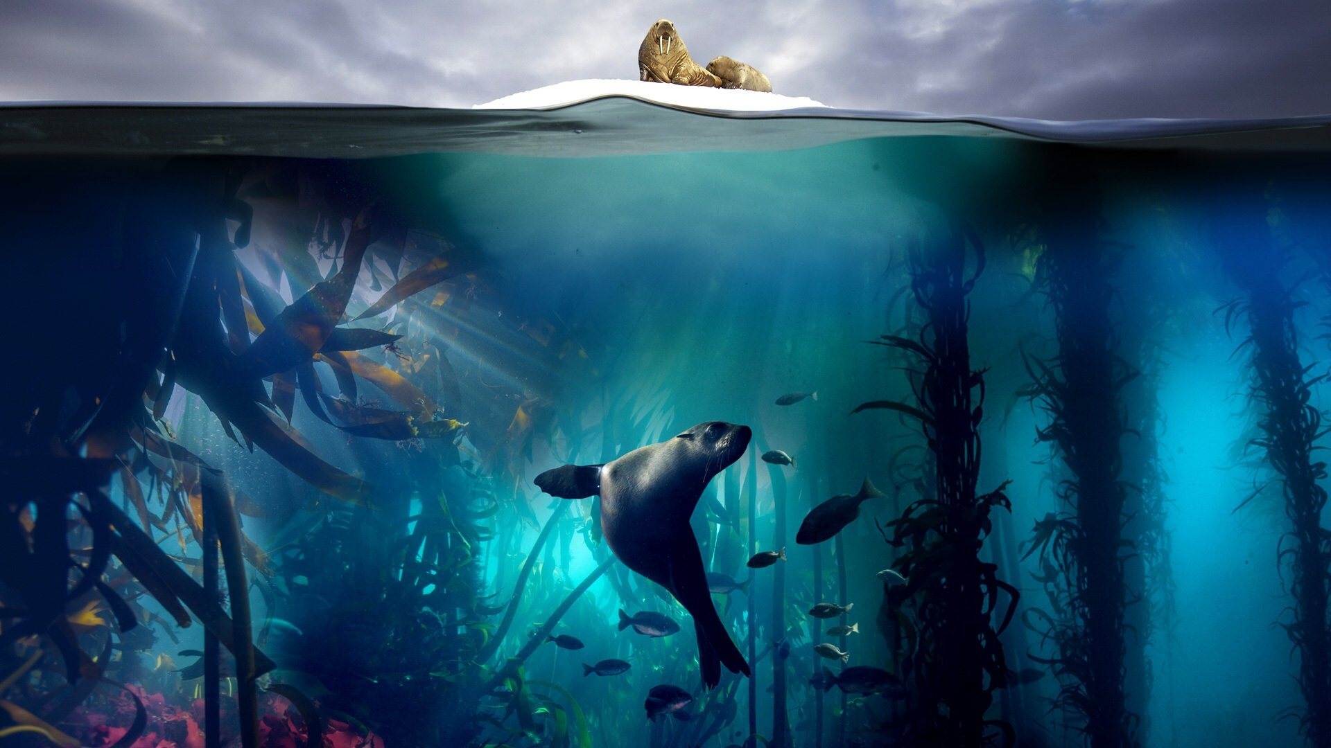 سریال سیاره آبی 2 Blue Planet II 2017